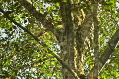 Lepidocolaptes affinis