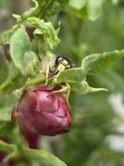 Dolichovespula sylvestris
