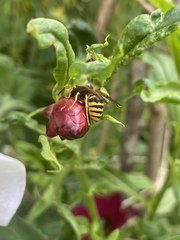 Dolichovespula sylvestris