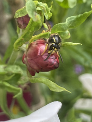Dolichovespula sylvestris