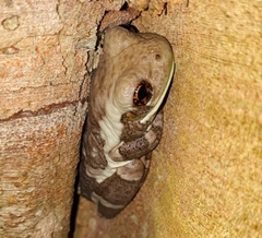 Trachycephalus vermiculatus image