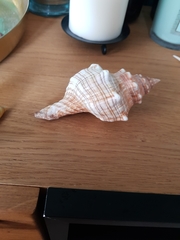 Pleuroploca trapezium