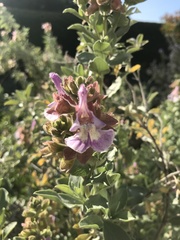 Salvia dolomitica
