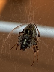 Metepeira labyrinthea