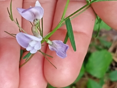 Astragalus silvisteppaceus