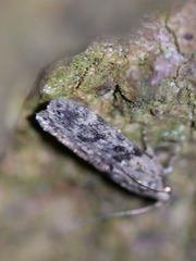 Chionodes thoraceochrella