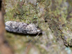 Chionodes thoraceochrella