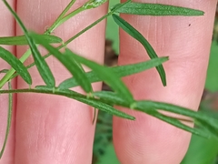 Astragalus silvisteppaceus