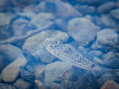 Torquigener flavimaculosus