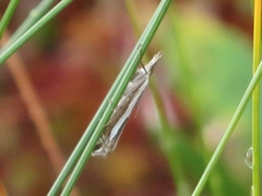 Crambus hamella