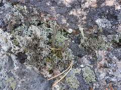 Sphaerophorus fragilis