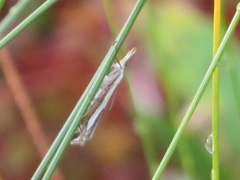 Crambus hamella