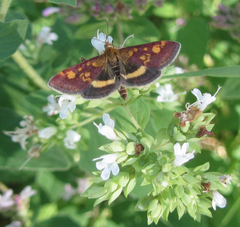 Pyrausta aurata