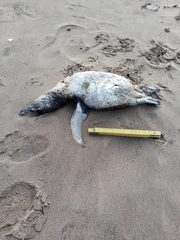 Spheniscus magellanicus