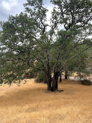 Quercus × eplingii