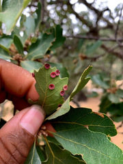 Quercus × eplingii