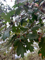 Quercus × eplingii
