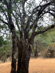 Quercus × eplingii