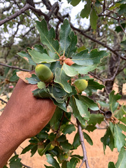 Quercus × eplingii