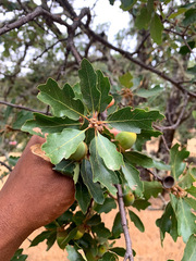 Quercus × eplingii