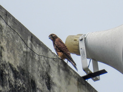 Falco moluccensis