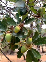Quercus × eplingii