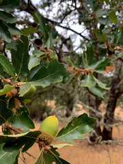Quercus × eplingii