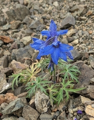 Delphinium brachycentrum