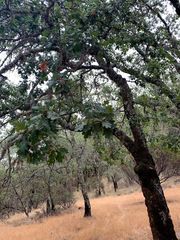 Quercus × eplingii