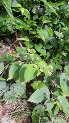 Varronia polycephala