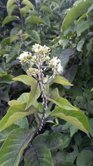 Heliotropium verdcourtii