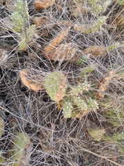 Opuntia × columbiana
