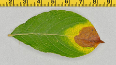 Heterarthrus microcephalus