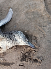 Spheniscus magellanicus