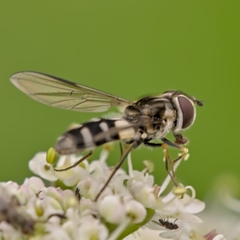 Leucozona laternaria