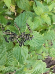 Aglais urticae