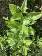 Zanthoxylum schreberi