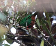 Chlorornis riefferii