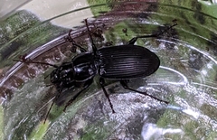 Pterostichus niger
