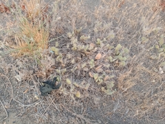 Opuntia × columbiana