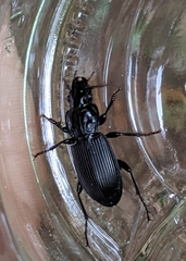Pterostichus niger