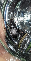 Pterostichus niger