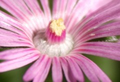 Trichodiadema occidentale