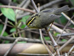 Schoeniparus cinereus