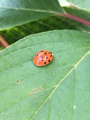 Harmonia axyridis