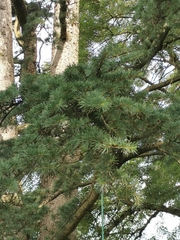 Cedrus libani