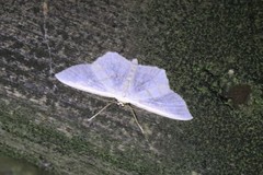Scopula junctaria