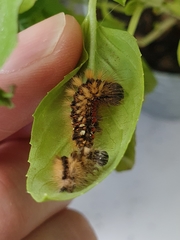 Acronicta rumicis