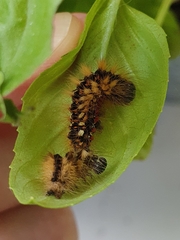 Acronicta rumicis