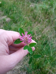 Trifolium medium